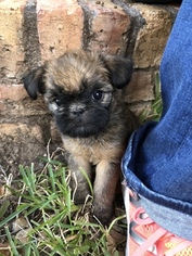 Brussels Griffon Puppy for sale in ABILENE, TX, USA
