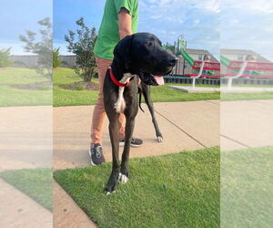 Great Dane Dogs for adoption in Bullard, TX, USA