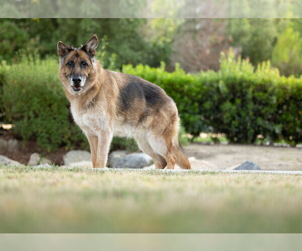 Medium Photo #5 German Shepherd Dog Puppy For Sale in Temecula, CA, USA