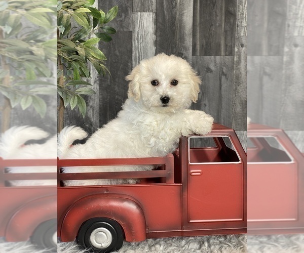 Medium Photo #1 Bichpoo Puppy For Sale in CANOGA, NY, USA