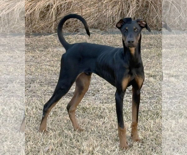 Medium Photo #6 Doberman Pinscher Puppy For Sale in Boonton, NJ, USA