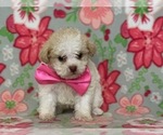 Small Photo #2 ShihPoo Puppy For Sale in LANCASTER, PA, USA