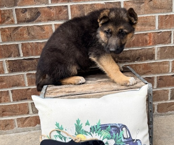Medium Photo #2 German Shepherd Dog Puppy For Sale in MAYSVILLE, MO, USA