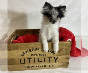 Pomeranian Puppy for sale in HI VISTA, CA, USA