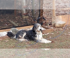 Mother of the Bernedoodle puppies born on 10/19/2025