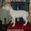 Small Photo #295 Dogo Argentino Puppy For Sale in PINEVILLE, MO, USA