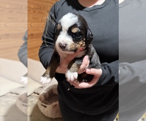 Medium Bernese Mountain Dog