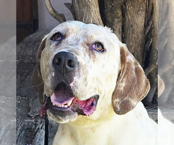 Medium Photo #2 Basset Hound Puppy For Sale in Albuquerque, NM, USA