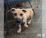 Small #3 Dachshund Mix