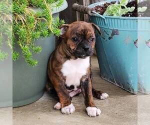 Boston Terrier-Yorkshire Terrier Mix Puppy for sale in ROBESONIA, PA, USA