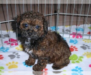 Poodle (Miniature) Puppy for sale in ORO VALLEY, AZ, USA