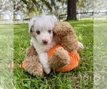 Small #6 Miniature Australian Shepherd