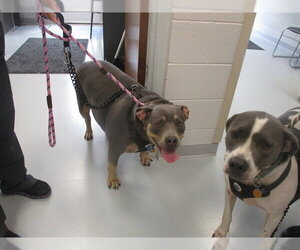 Bulldog Dogs for adoption in Ocala, FL, USA