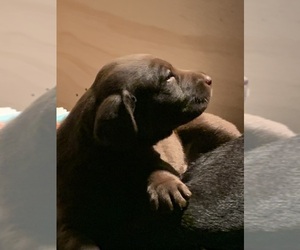 Labrador Retriever Puppy for sale in MURRIETA, CA, USA