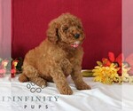 Small #4 Goldendoodle