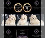 Puppy Cuddles F1 Maltipoo
