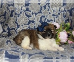 Small Photo #5 Fox Terrier (Smooth)-Pomeranian Mix Puppy For Sale in LEOLA, PA, USA