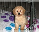 Small Photo #9 Poodle (Toy) Puppy For Sale in ORO VALLEY, AZ, USA
