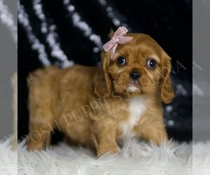Cavalier King Charles Spaniel Puppy for sale in WARSAW, IN, USA