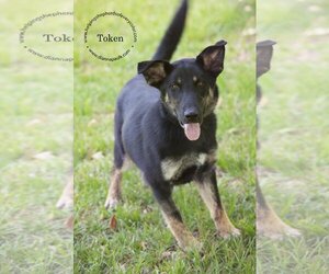 Labrador Retriever-Siberian Husky Mix Dogs for adoption in Montgomery, AL, USA