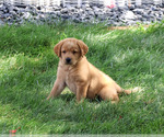 Small #4 Labrador Retriever