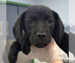 Small #1 Labrador Retriever Mix