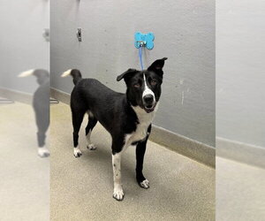 German Shepherd Dog-Unknown Mix Dogs for adoption in Las Vegas, NV, USA