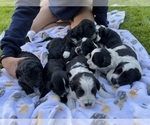 Small Photo #11 Portuguese Water Dog Puppy For Sale in RIGBY, ID, USA