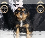 Puppy Summer AKC Cavalier King Charles Spaniel