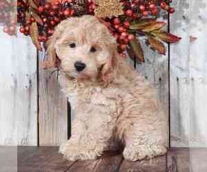 Cockapoo Puppy for sale in MOUNT VERNON, OH, USA