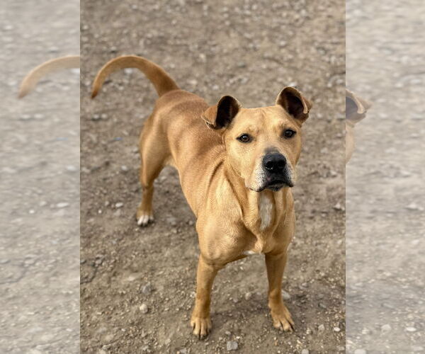 Medium Photo #3 Labrador Retriever-Unknown Mix Puppy For Sale in Corning, AR, USA