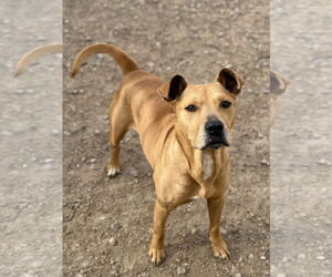 McMuffin - Male Labrador Retriever-Unknown Mix Dog for Adoption - Photo #3