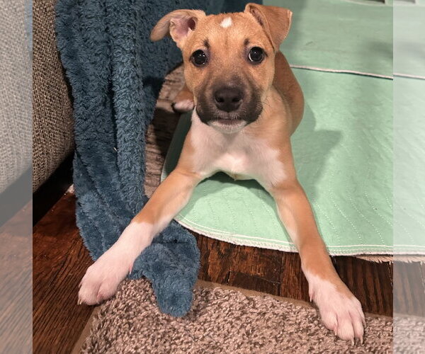 Medium Photo #7 Chihuahua-Unknown Mix Puppy For Sale in Mechanicsburg, PA, USA
