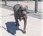 Small American Pit Bull Terrier