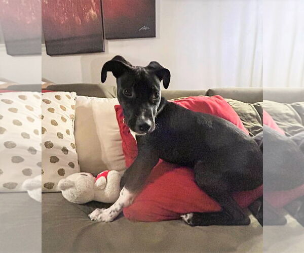 Medium Photo #5 Mutt Puppy For Sale in MECHANICSBURG, PA, USA