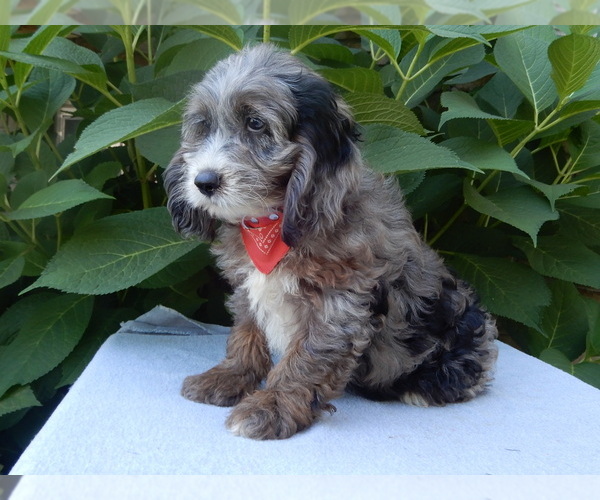 Medium Photo #7 Cock-A-Poo Puppy For Sale in MILLERSBURG, OH, USA