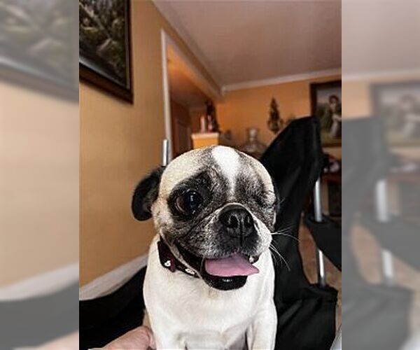 Medium Photo #1 Puggle Puppy For Sale in Dana Point, CA, USA