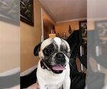 Small Puggle