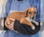 Small #1 Australian Shepherd Mix