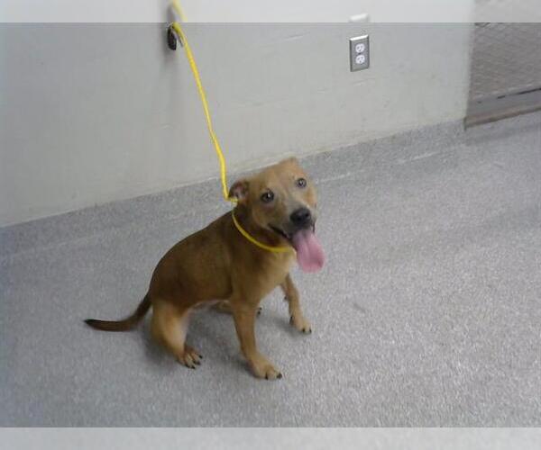 Medium Photo #1 Staffordshire Bull Terrier-Unknown Mix Puppy For Sale in Pasadena, TX, USA