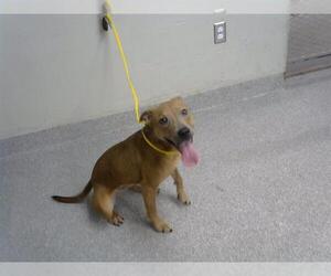 Staffordshire Bull Terrier-Unknown Mix Dogs for adoption in Pasadena, TX, USA