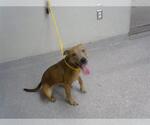 Small Staffordshire Bull Terrier Mix