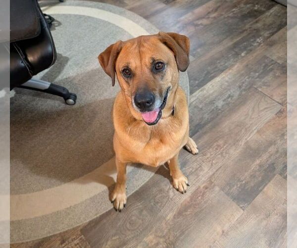 Medium Photo #11 Black Mouth Cur-German Shepherd Dog Mix Puppy For Sale in Evansville, IN, USA