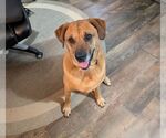 Small #10 Black Mouth Cur-German Shepherd Dog Mix