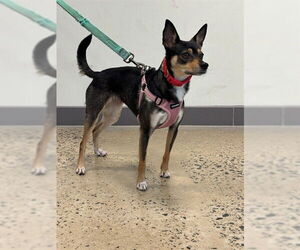 Chihuahua Dogs for adoption in Waterford, VA, USA