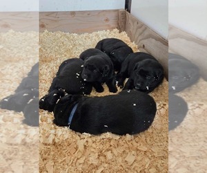 Labrador Retriever Puppy for sale in HAMILTON, MO, USA