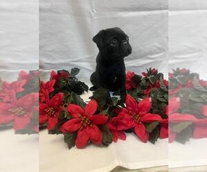 Pug Puppy for sale in BRIDGEWATER, VA, USA