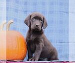 Small #4 Labrador Retriever