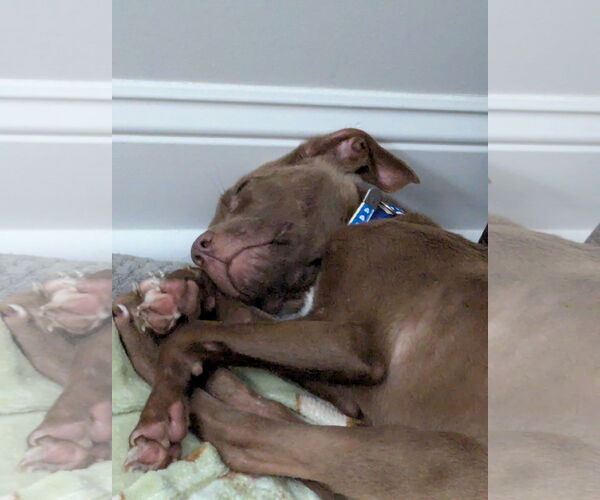 Medium Photo #2 Chocolate Labrador retriever-Cocker Spaniel Mix Puppy For Sale in columbia, SC, USA