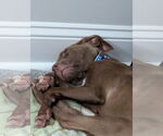 Small #1 Chocolate Labrador retriever-Cocker Spaniel Mix